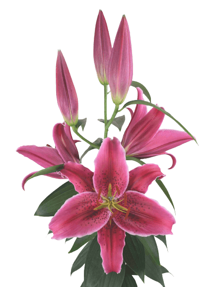 Vetto Lilium