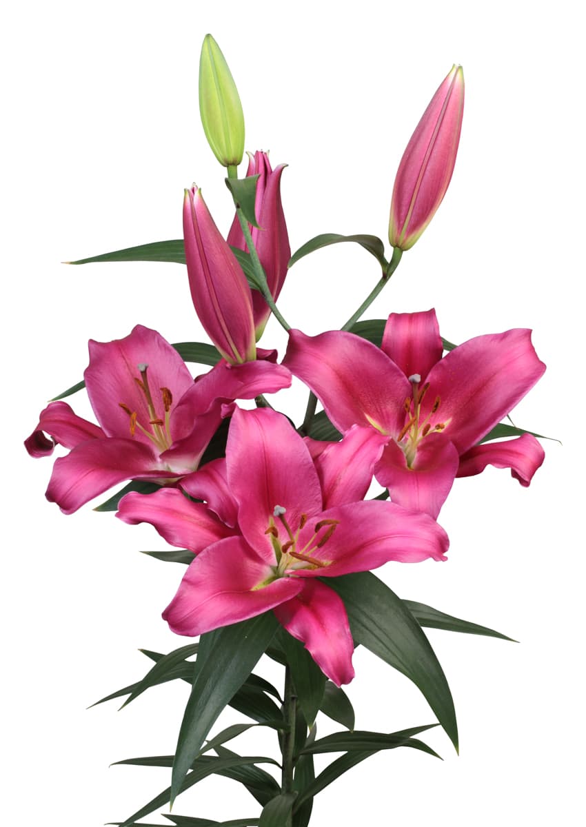 Morosini Lilium