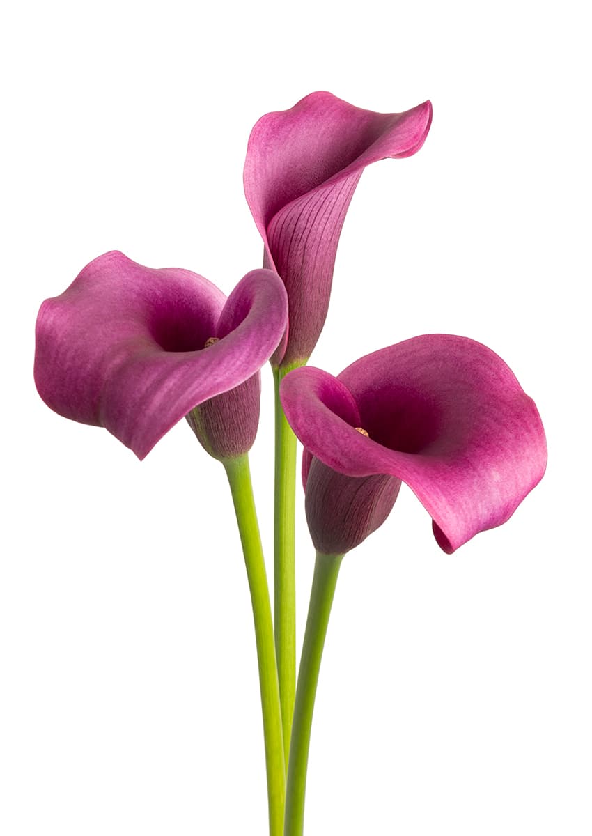 Paco Zantedeschia