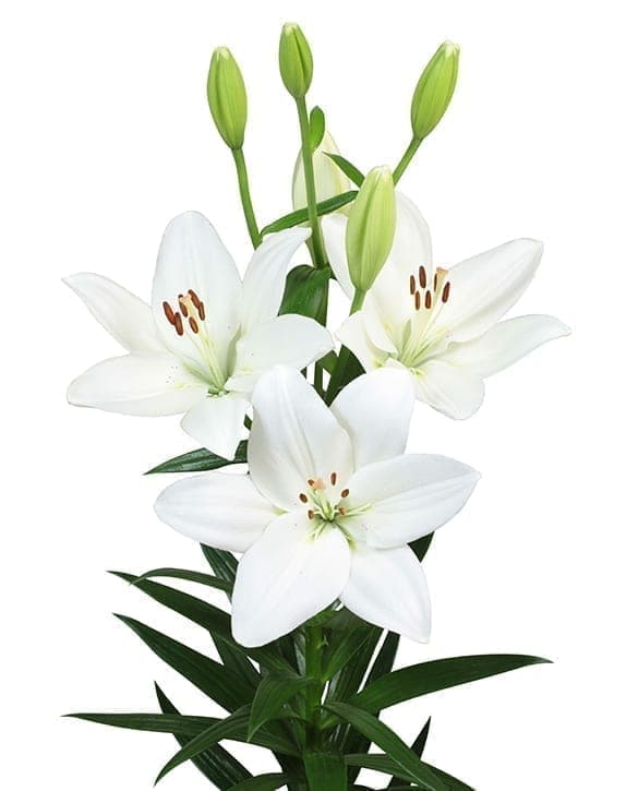Mary Ann Lilium