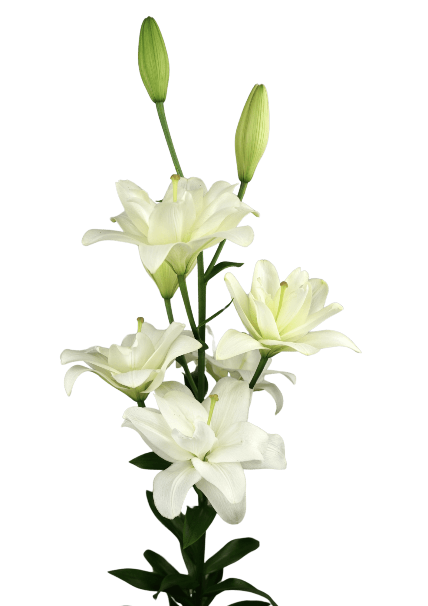 Belvedere Lilium