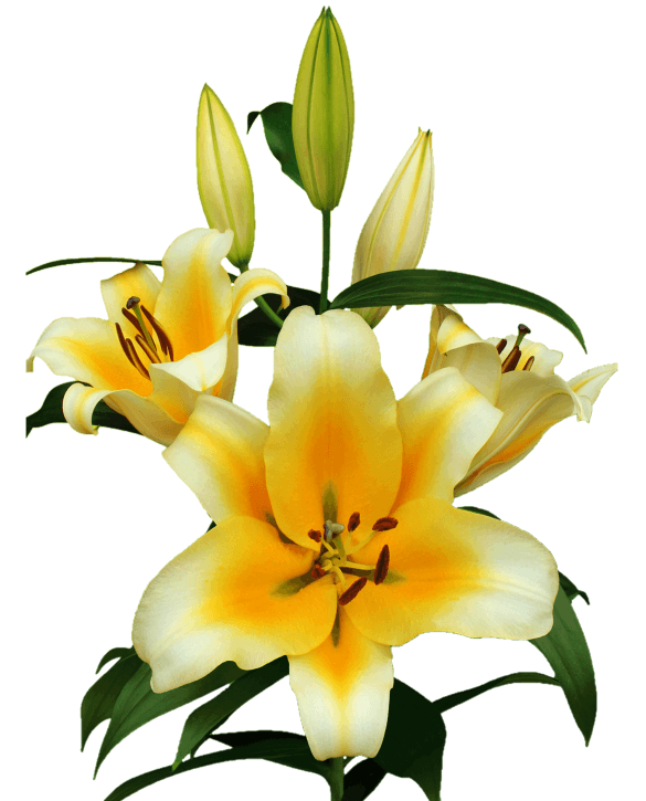 Be mine Lilium