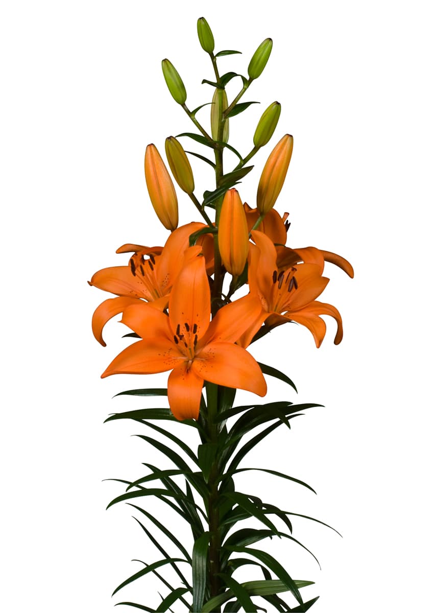 Tebaldi Lilium