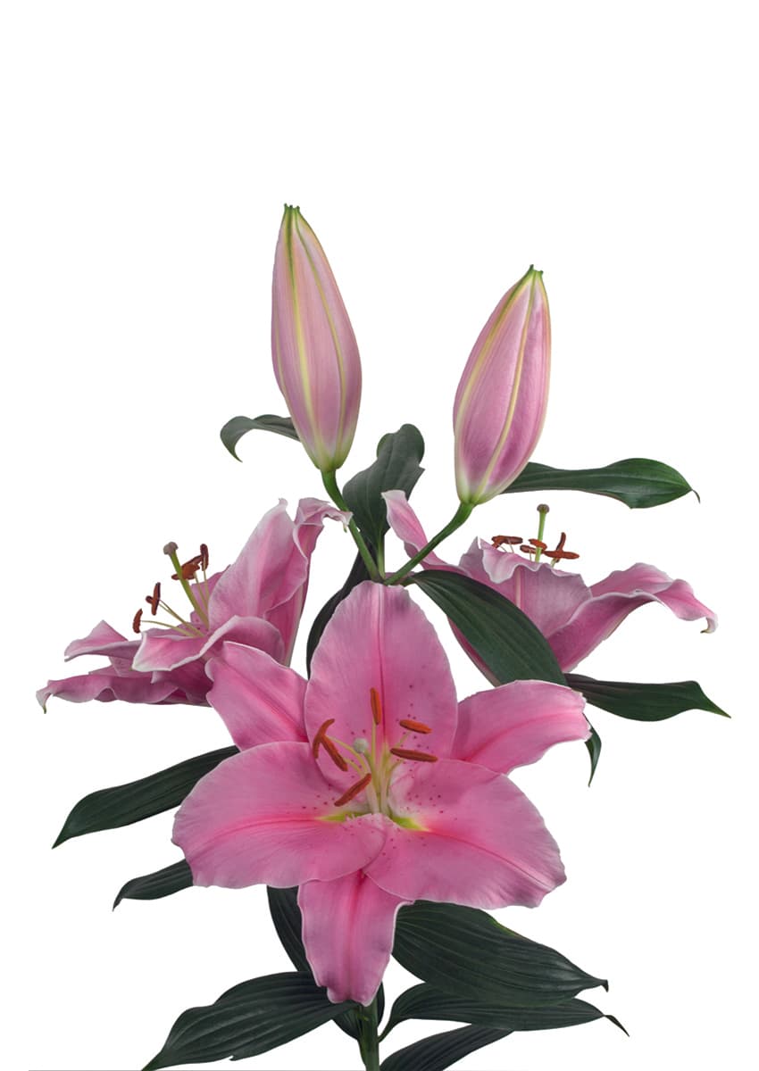 Renesi Lilium