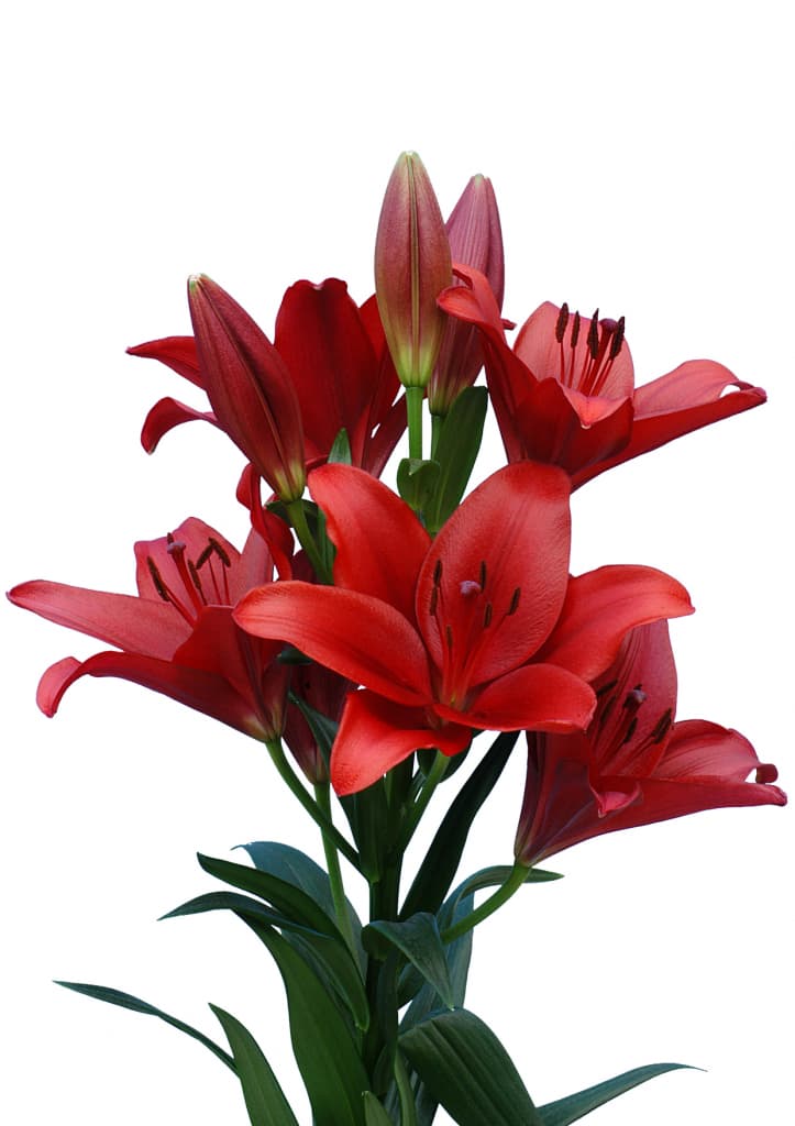 Dynamix Lilium