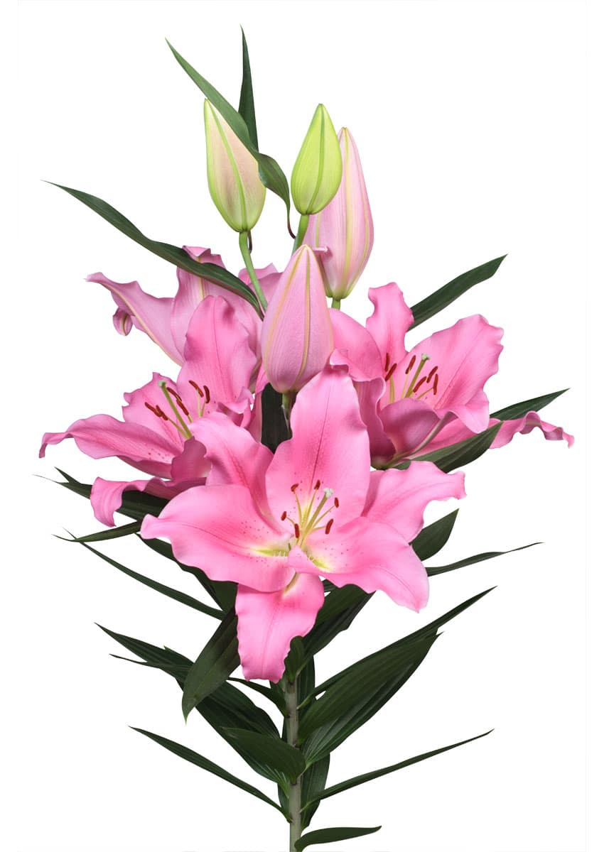 Praiano Lilium