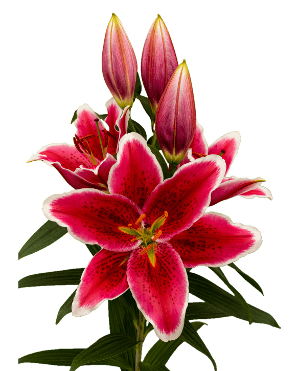 Tarzo Lilium