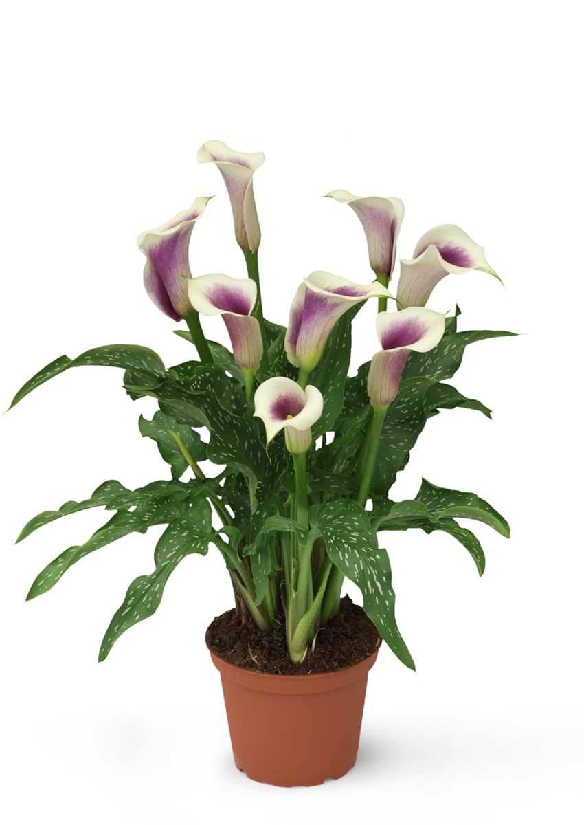 Picasso Zantedeschia