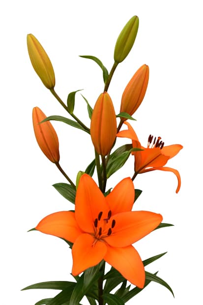 Puma Lilium