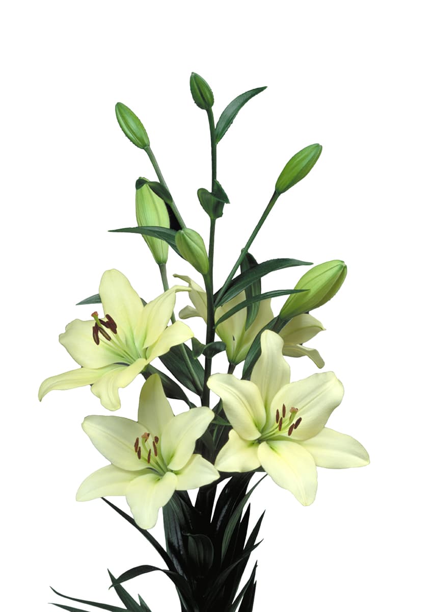 Courier Lilium