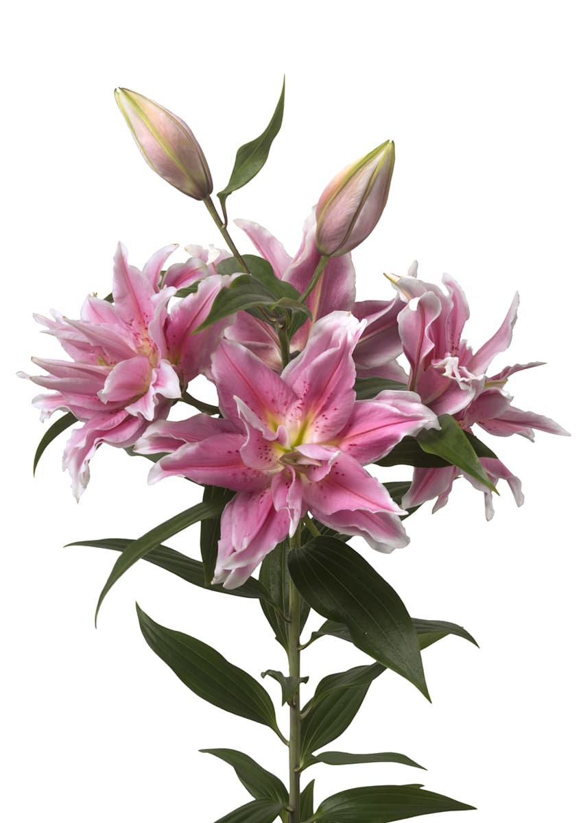 Roselily Natalia Roselily Lilium