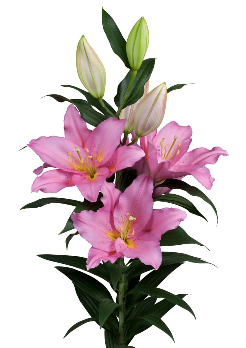 Vendome Lilium