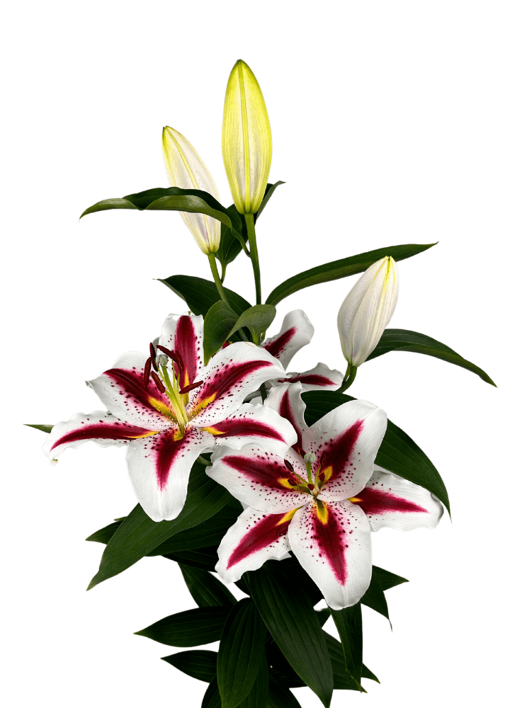 Big Smile Lilium