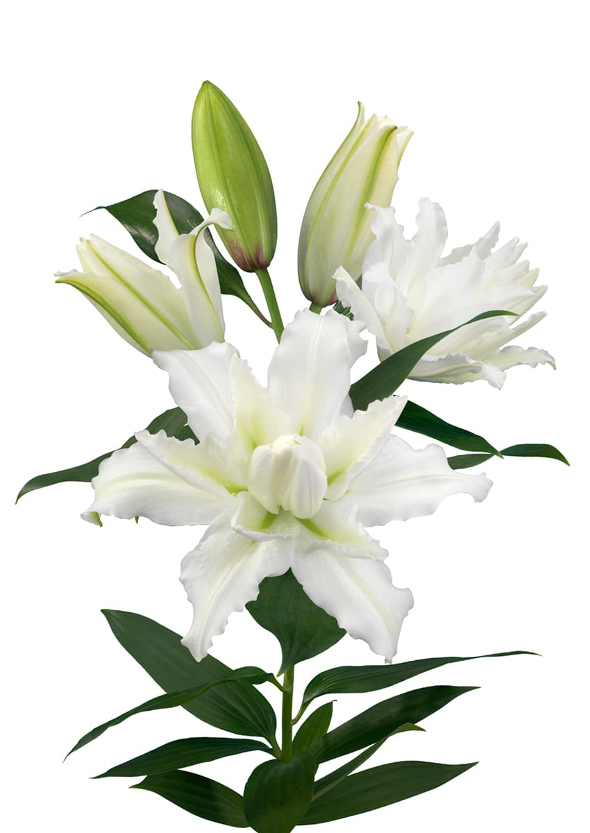 Roselily Eleonora Roselily Lilium