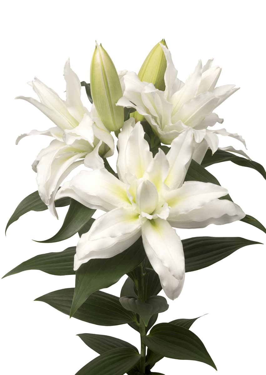 Roselily Leona Roselily Lilium