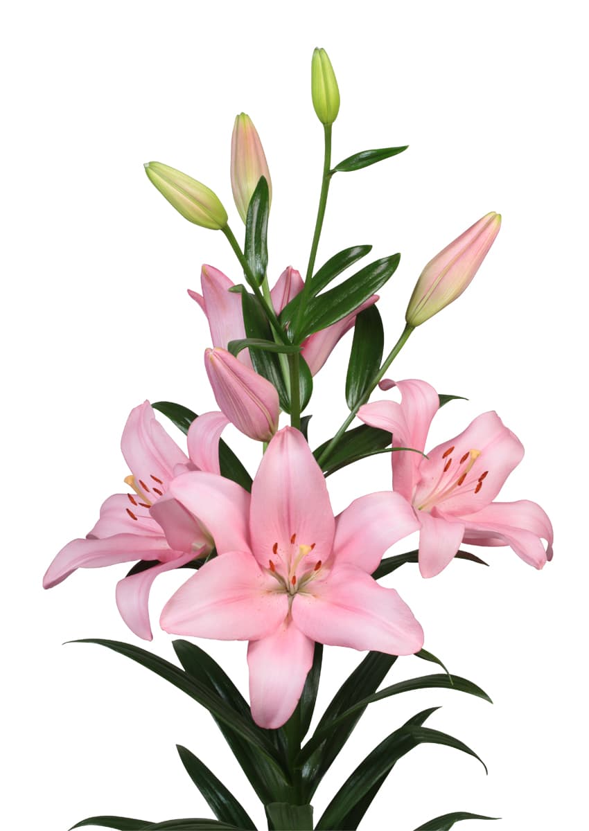 Paciano Lilium