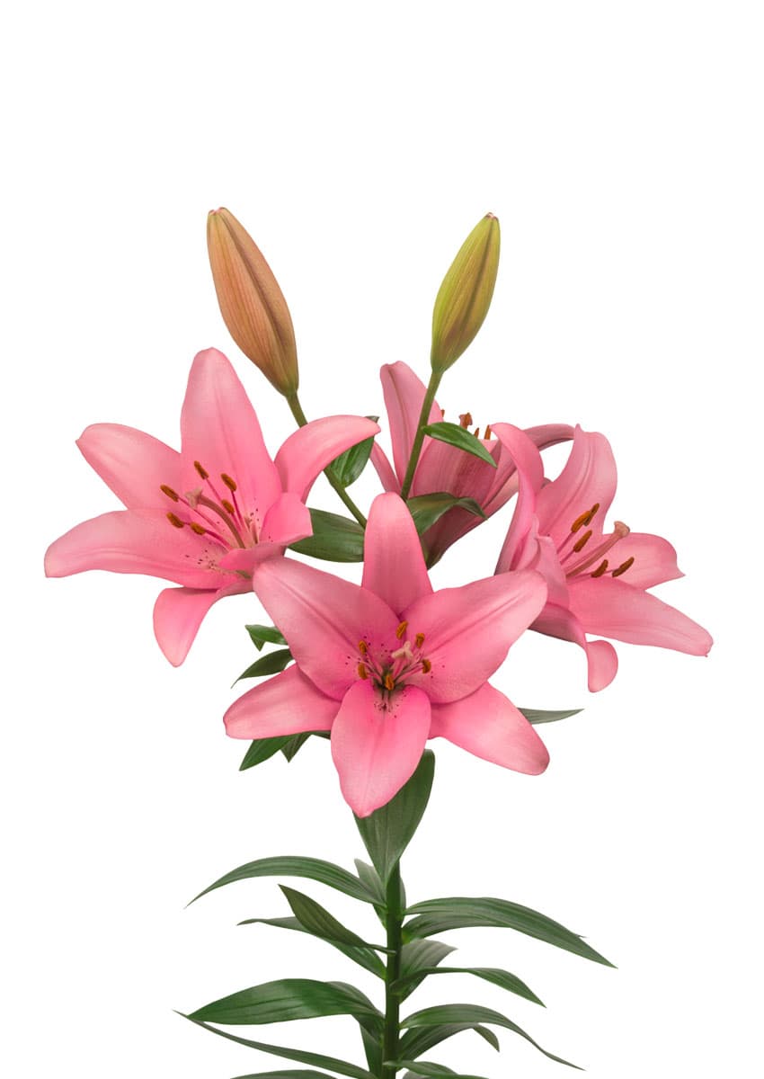 Zanella Lilium