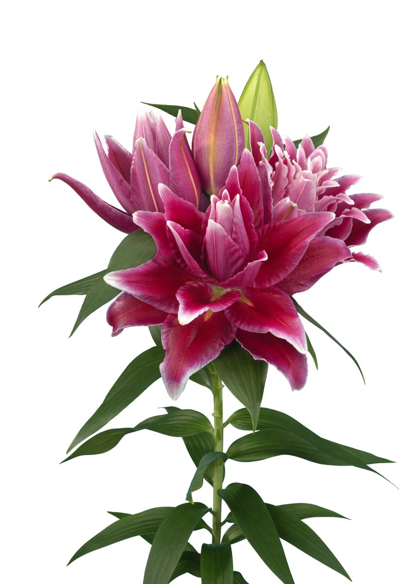 Roselily Tabitha Roselily Lilium