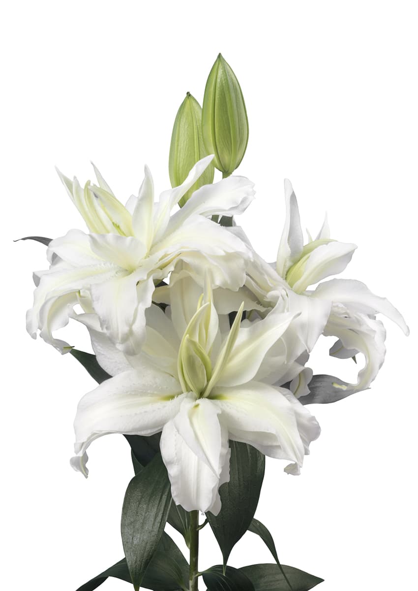 Roselily Petronella Roselily Lilium
