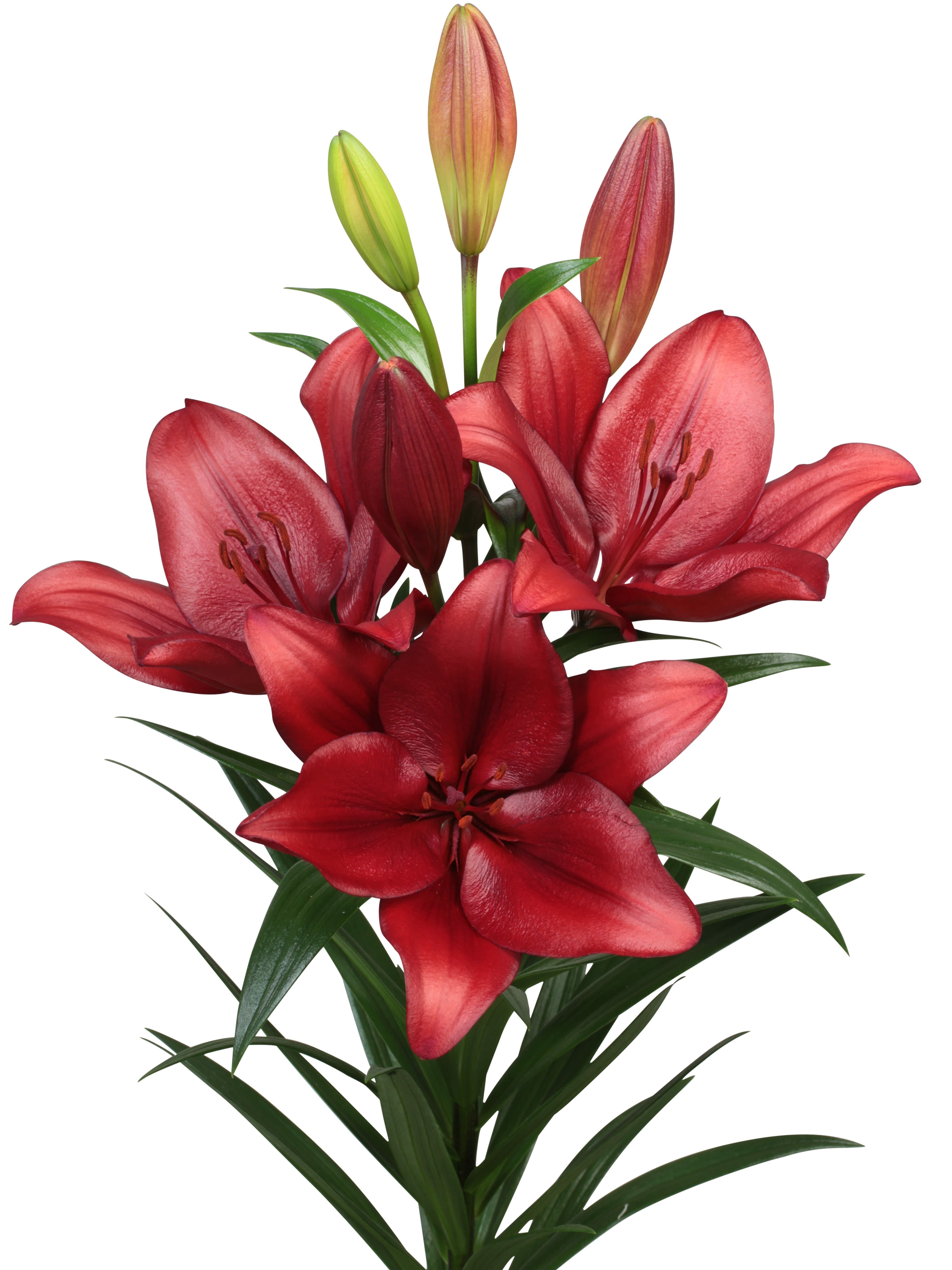 Vuelta Lilium