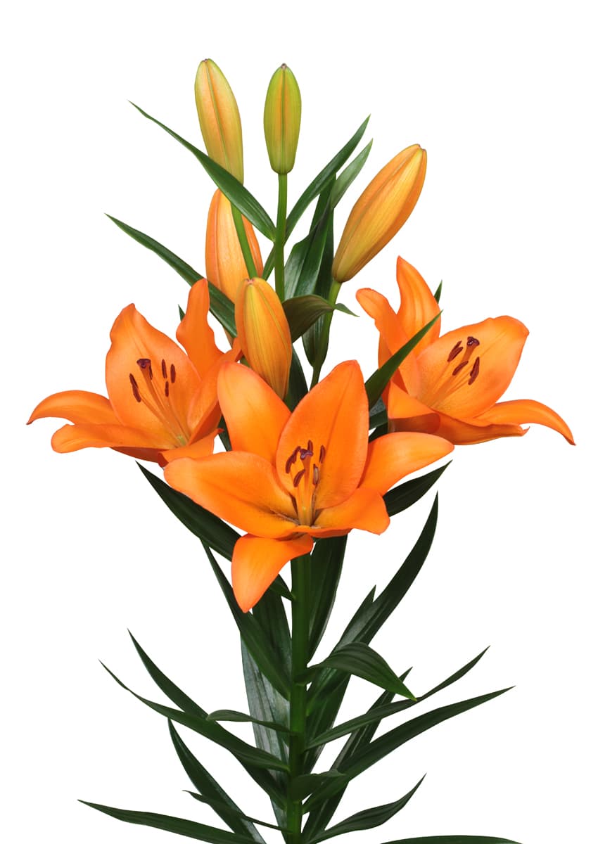 Roubaix Lilium