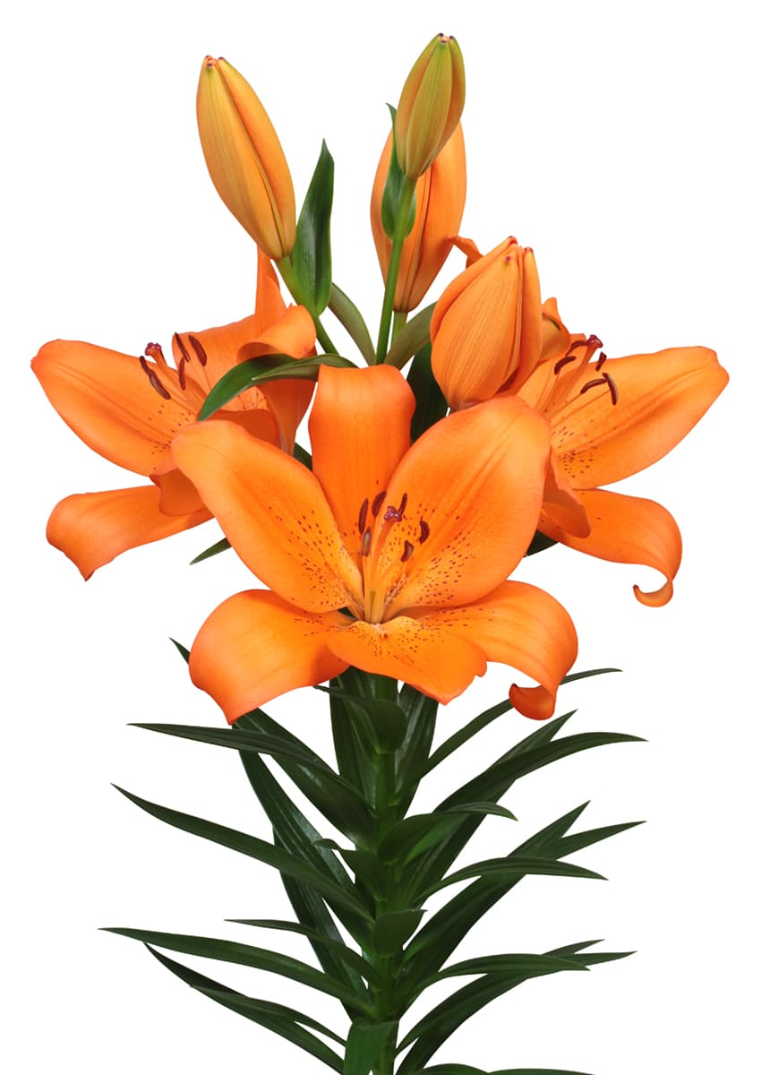 Torelli Lilium
