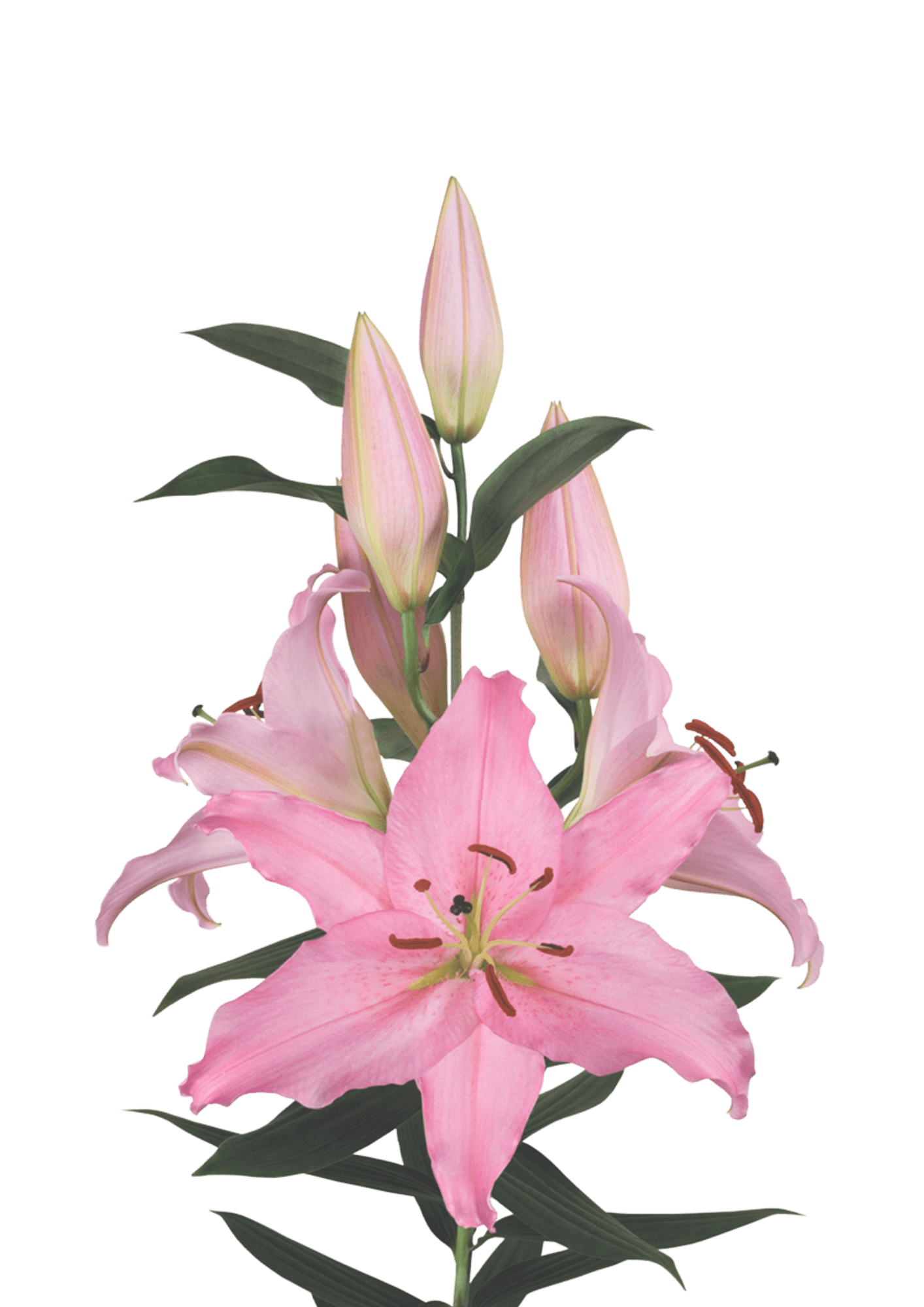 Mistero Lilium