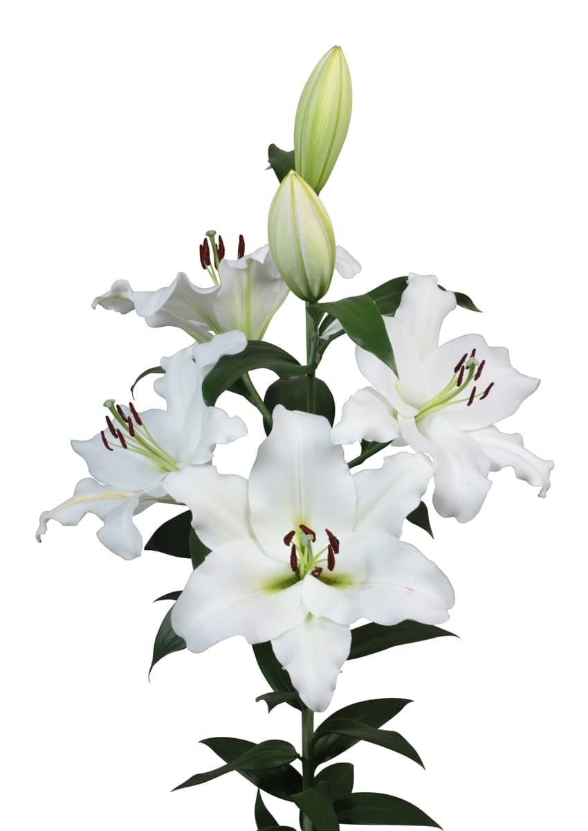 Petacas Lilium