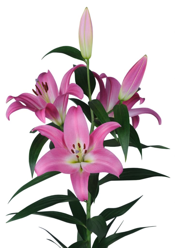 Competition Lilium