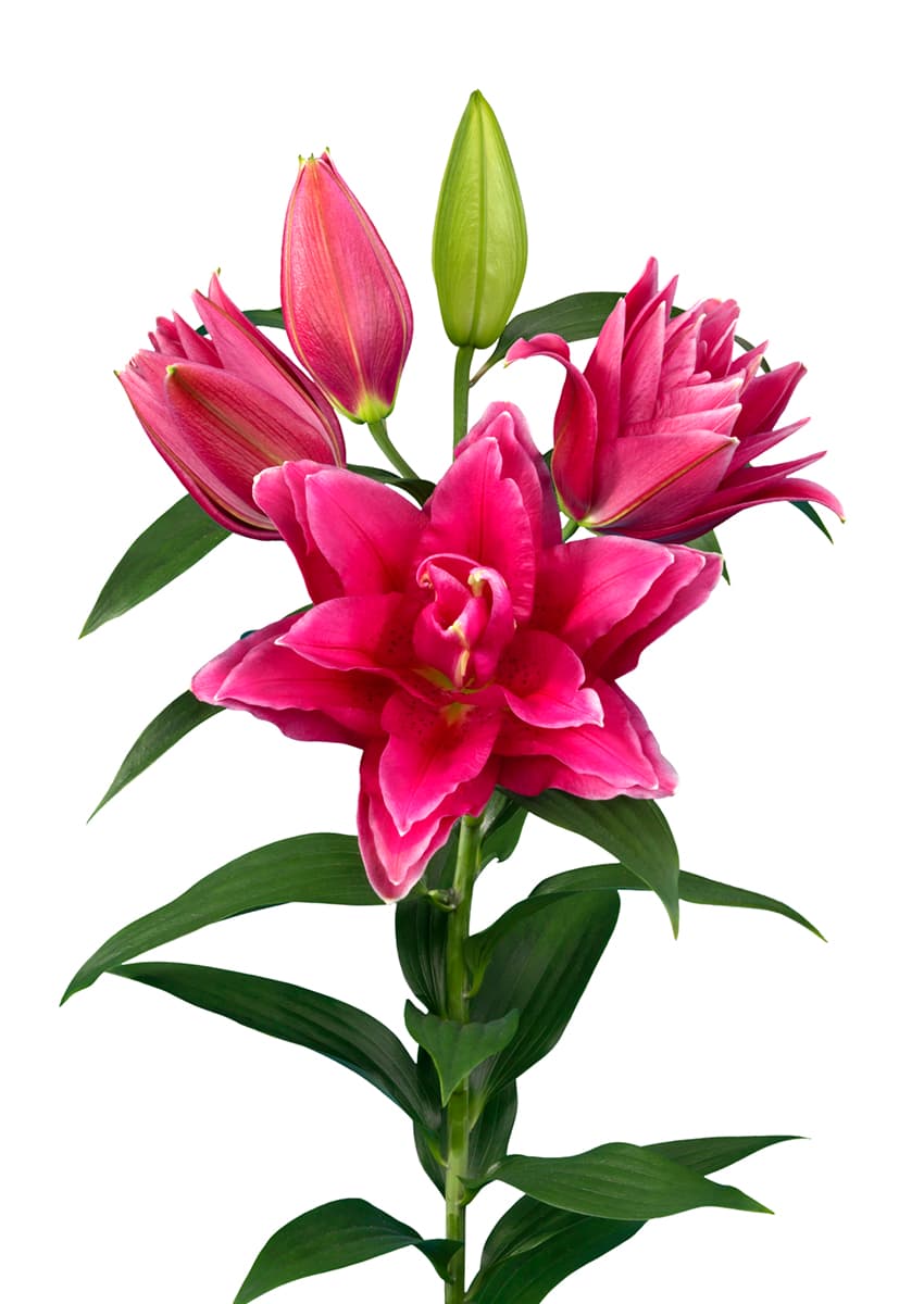 Roselily Manouska Lilium
