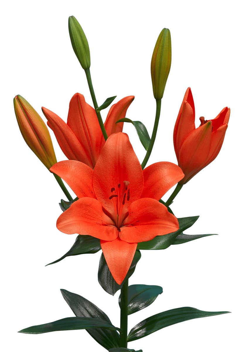 Sunderland Lilium