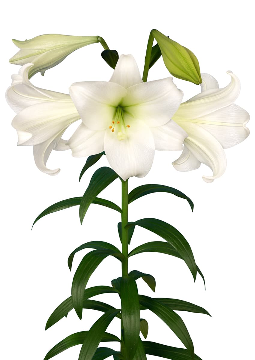 White Heaven