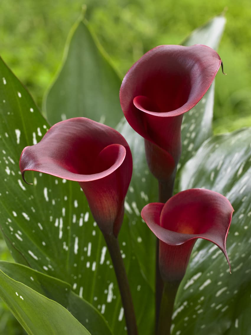 Red Charm