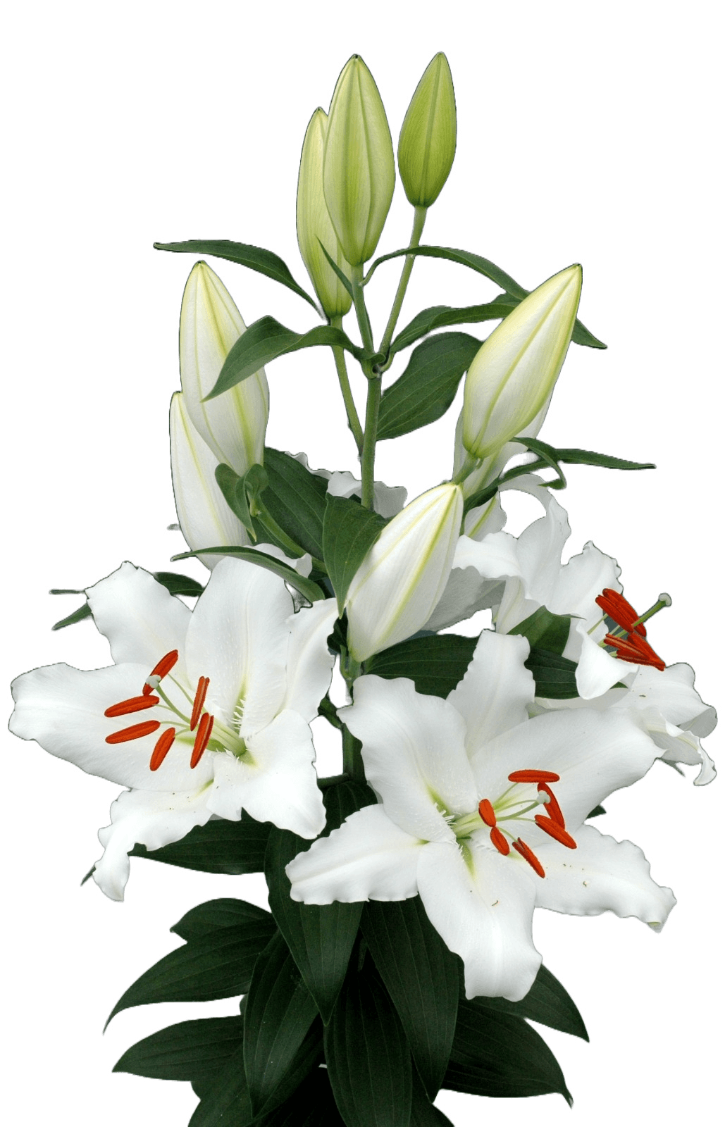 Dutch Mountain Lilium