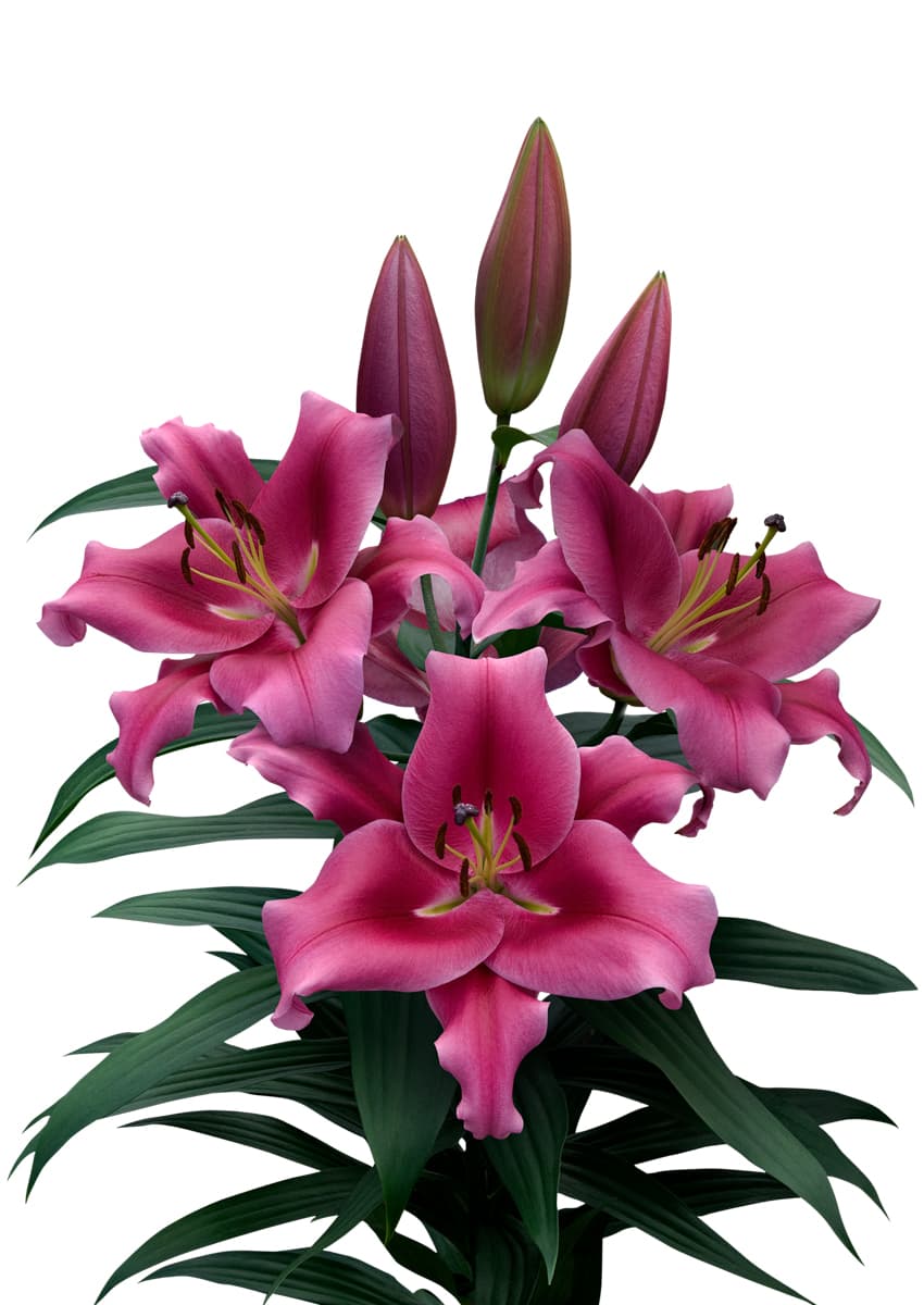 Dalian Lilium