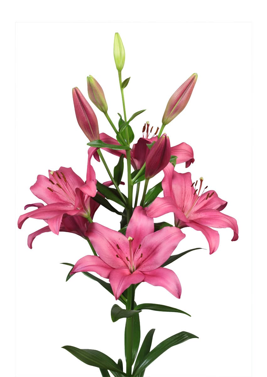 Yerseke Lilium