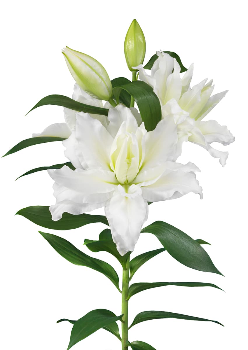 Roselily Debra