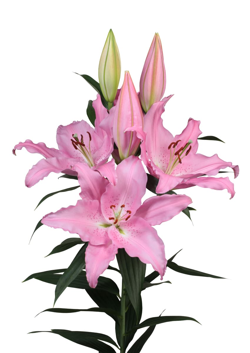 Catemaco Lilium