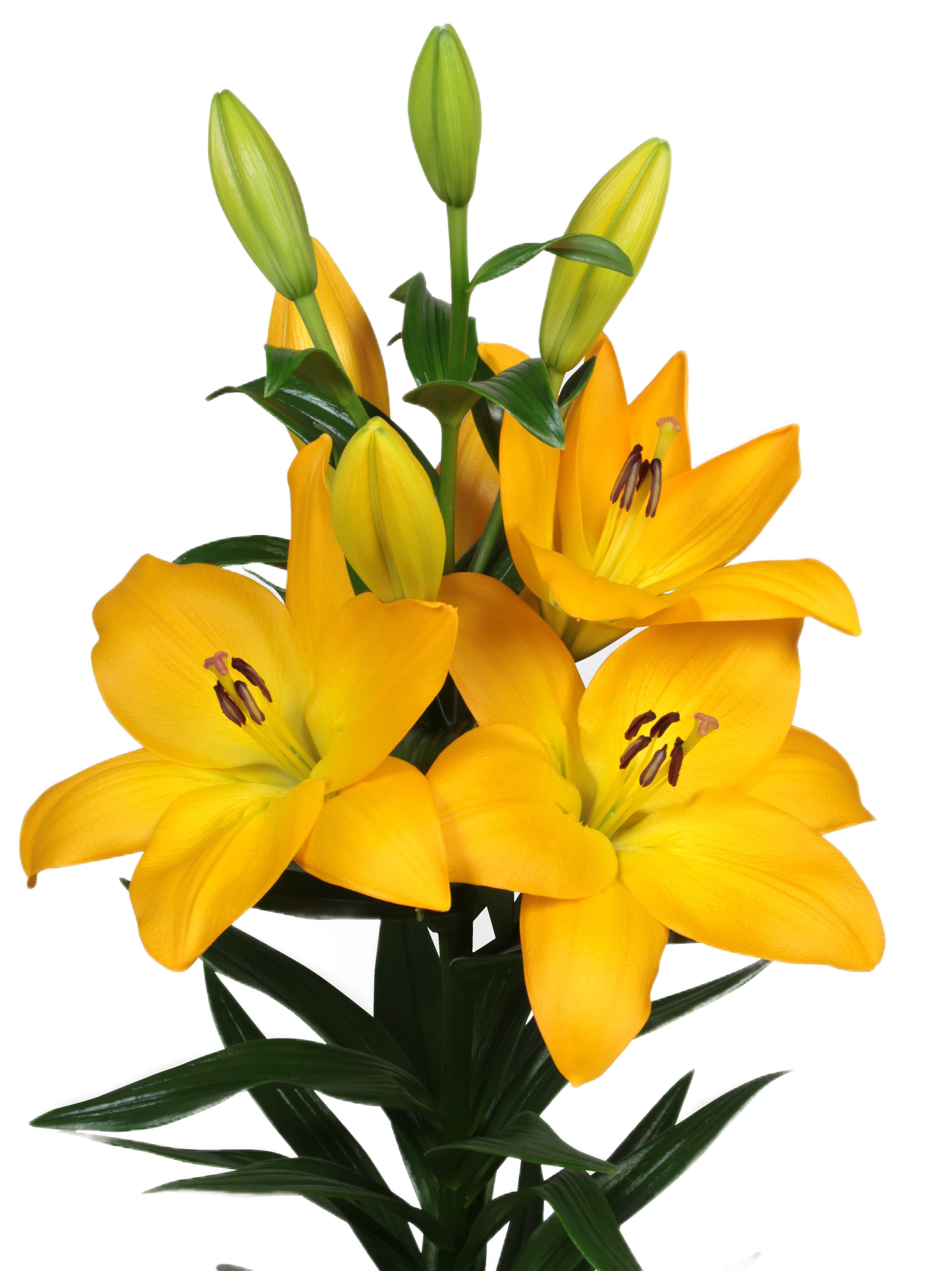 Murano Lilium