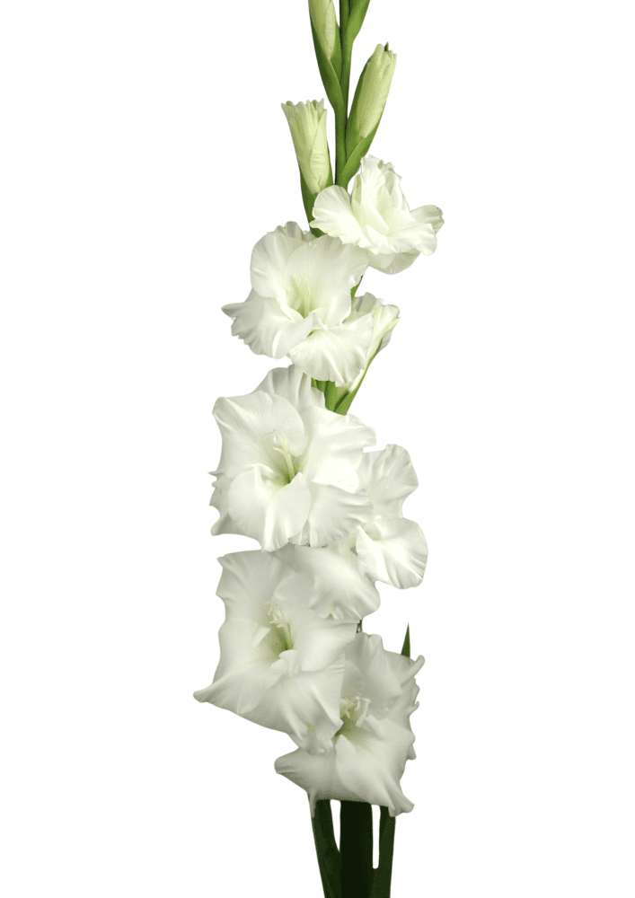 Mount Everest Prisma Gladiolus Gladiolus