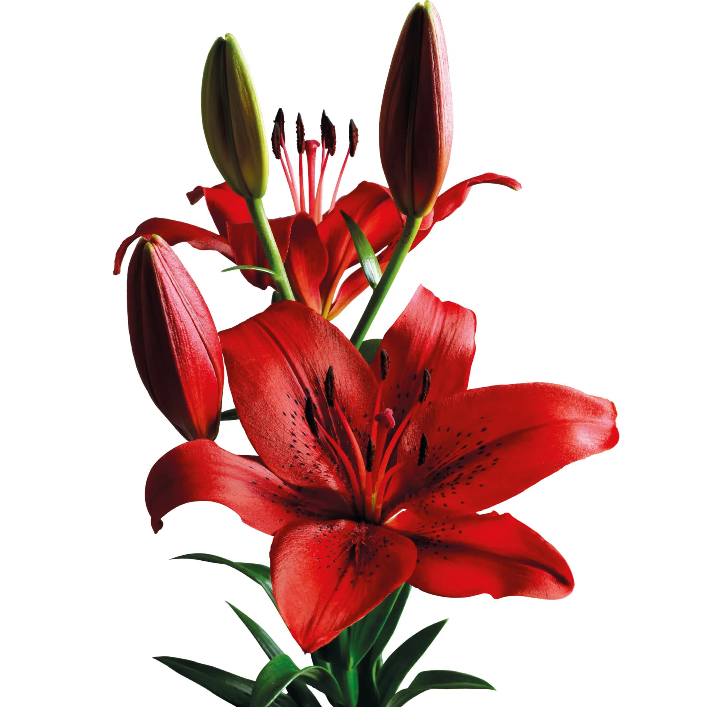 Original Love Lilium