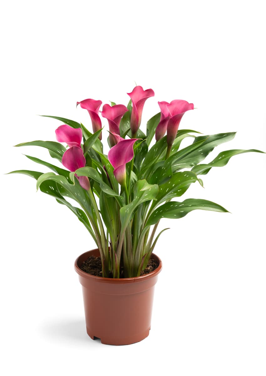 Toronto Zantedeschia