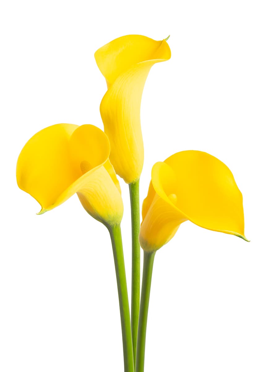 Gold Medal Zantedeschia