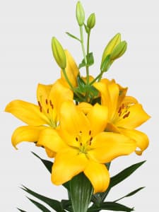 Benevento Lilium