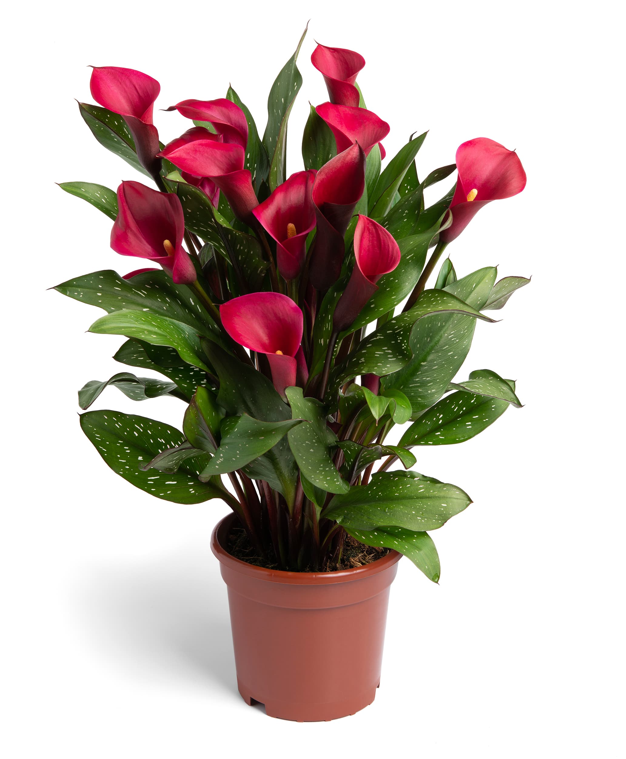 Red Symphony Zantedeschia