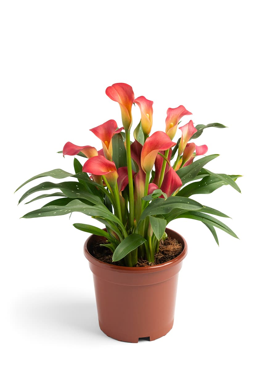 Sweet Chilli Zantedeschia