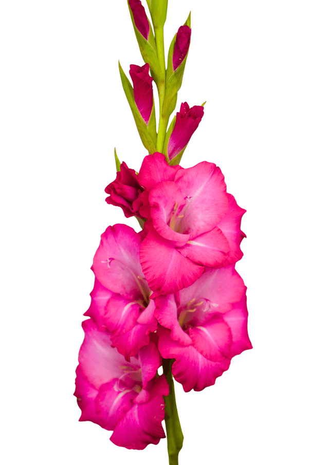 Collins | Zabo Plant