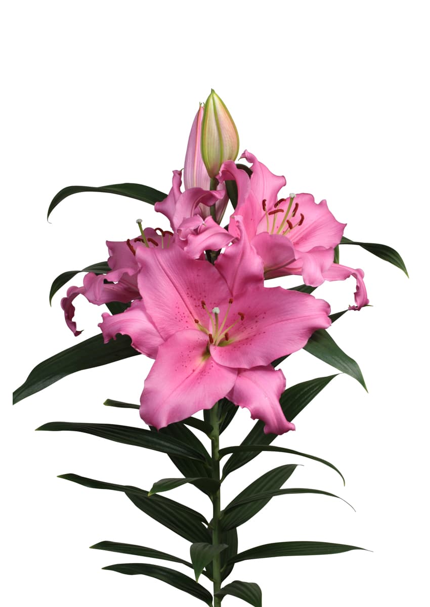 Homerus Lilium