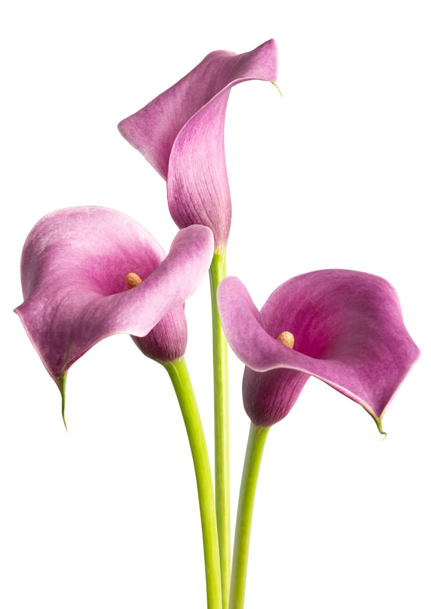 Purple Spirit Zantedeschia