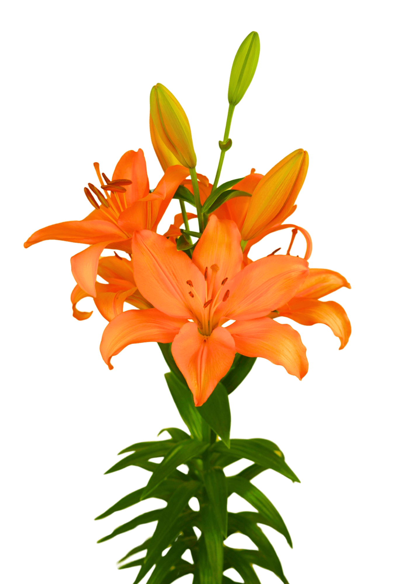 Ponte Delgada Lilium